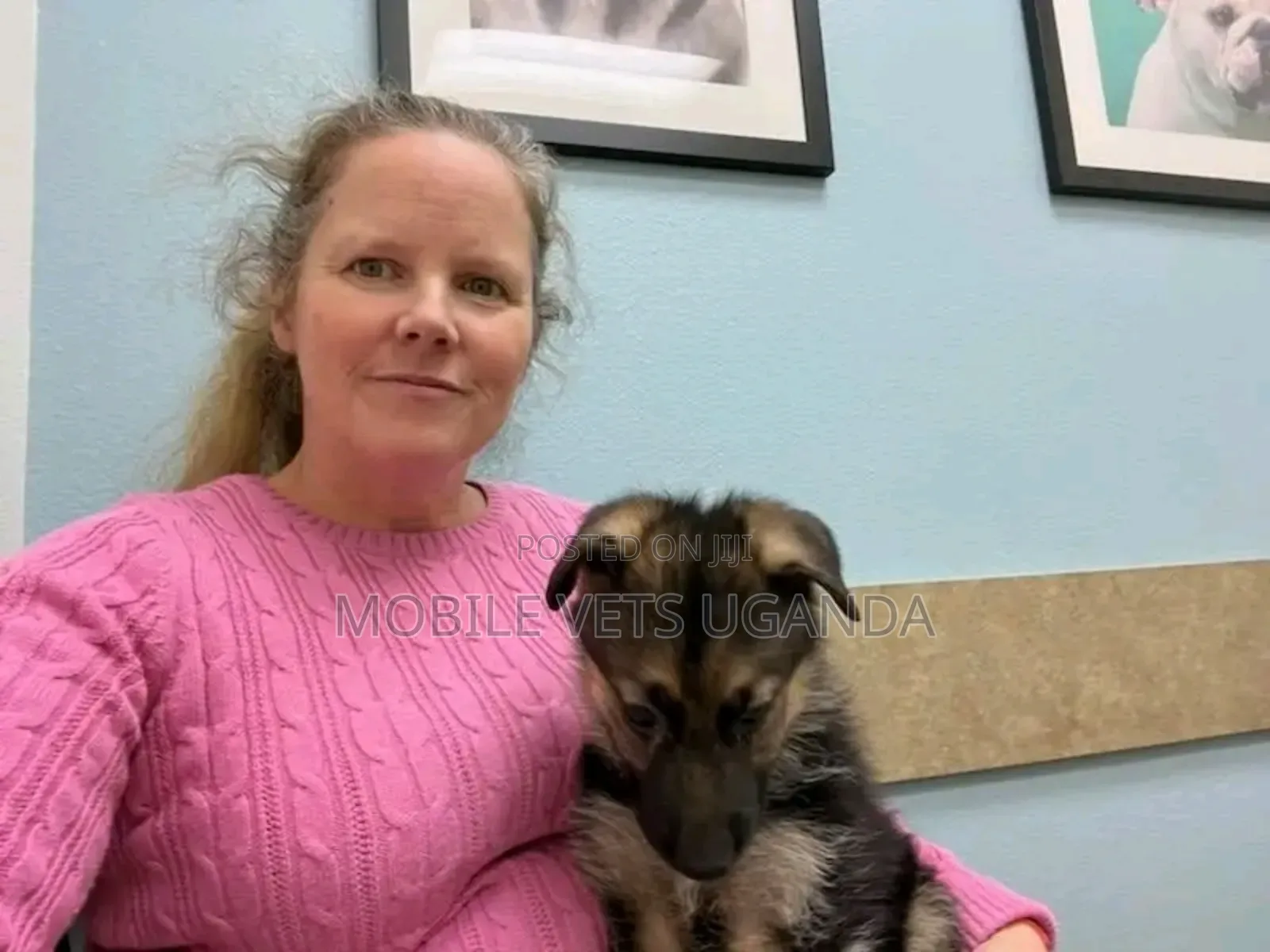 1-3 months Male Purebred German Shepherd