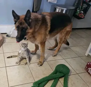1+ year Male Purebred German Shepherd