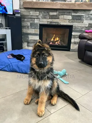 1-3 months Male Purebred German Shepherd