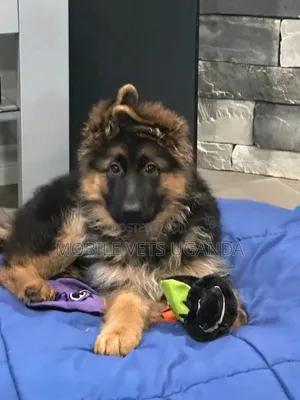 0-1 month Female Purebred German Shepherd