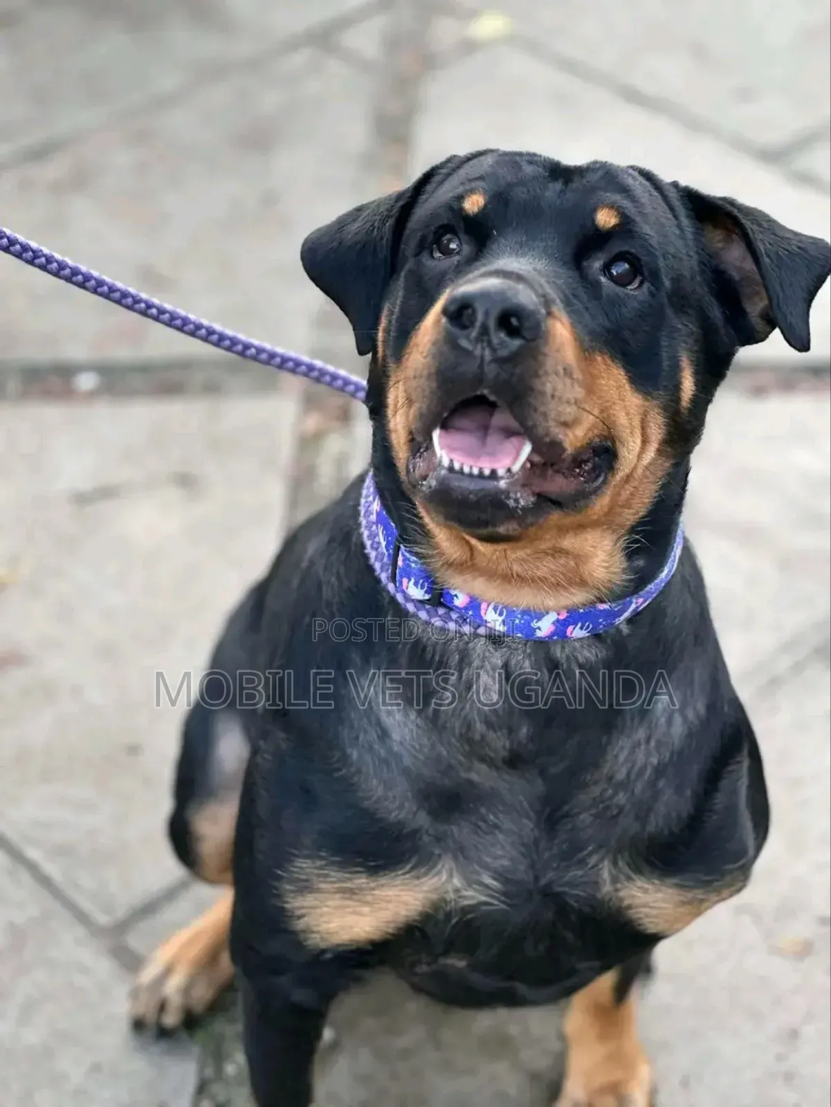 6-12 months Male Purebred Rottweiler