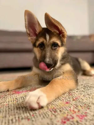 3-6 months Male Purebred German Shepherd