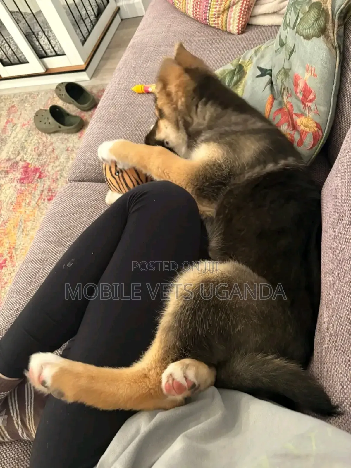 3-6 months Female Purebred German Shepherd