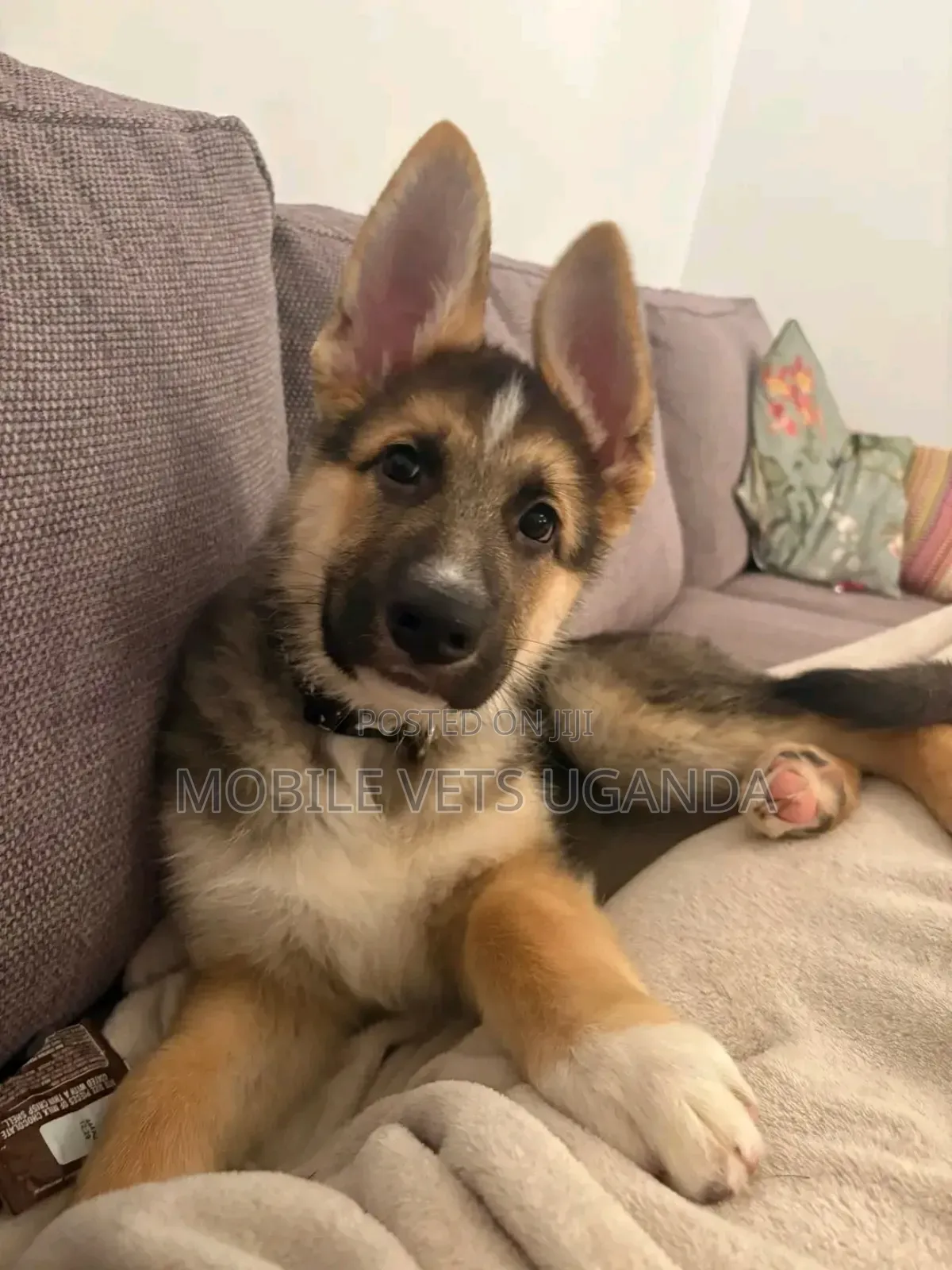 3-6 months Male Purebred German Shepherd