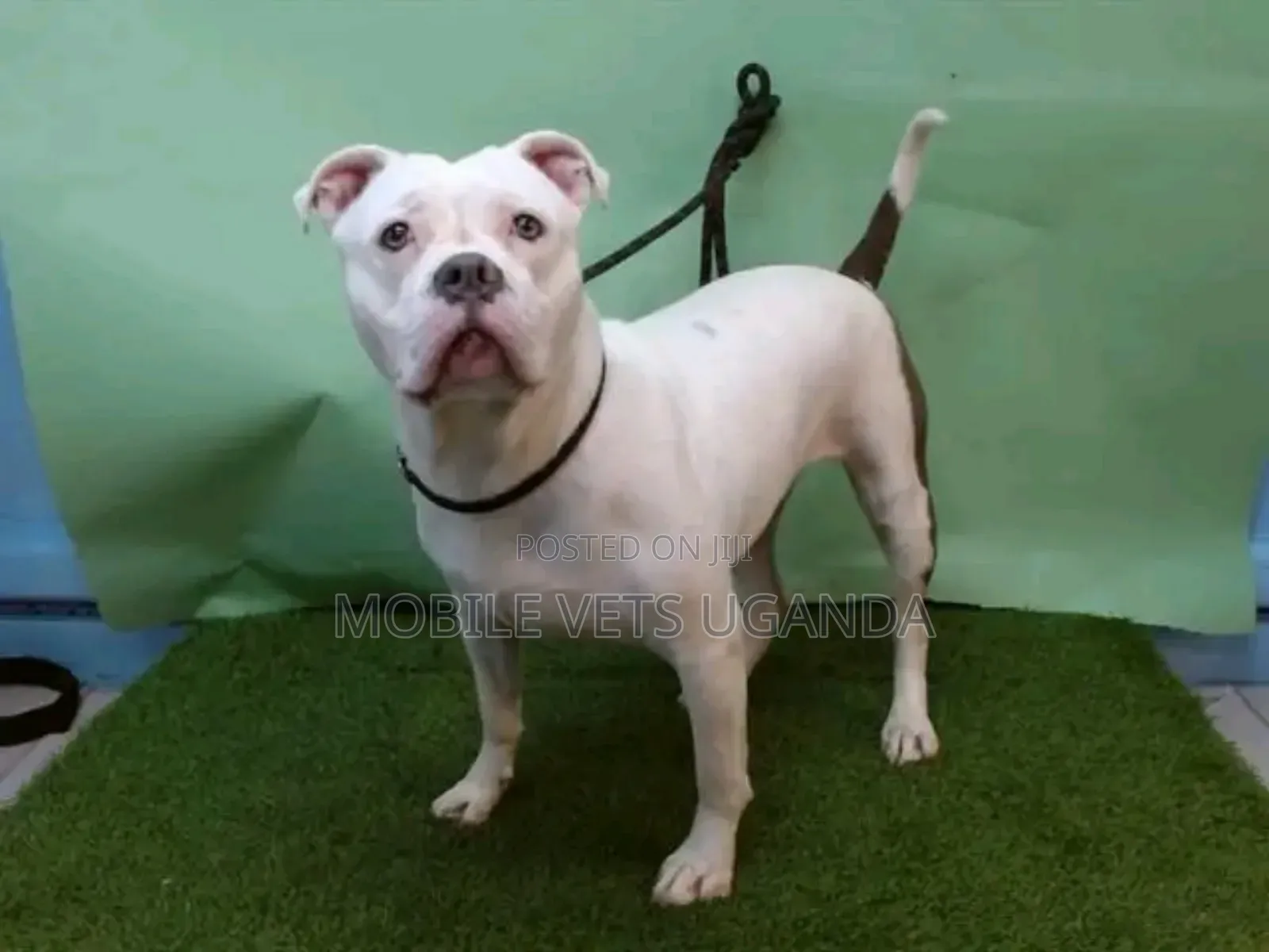 6-12 months Male Purebred American Pit Bull Terrier
