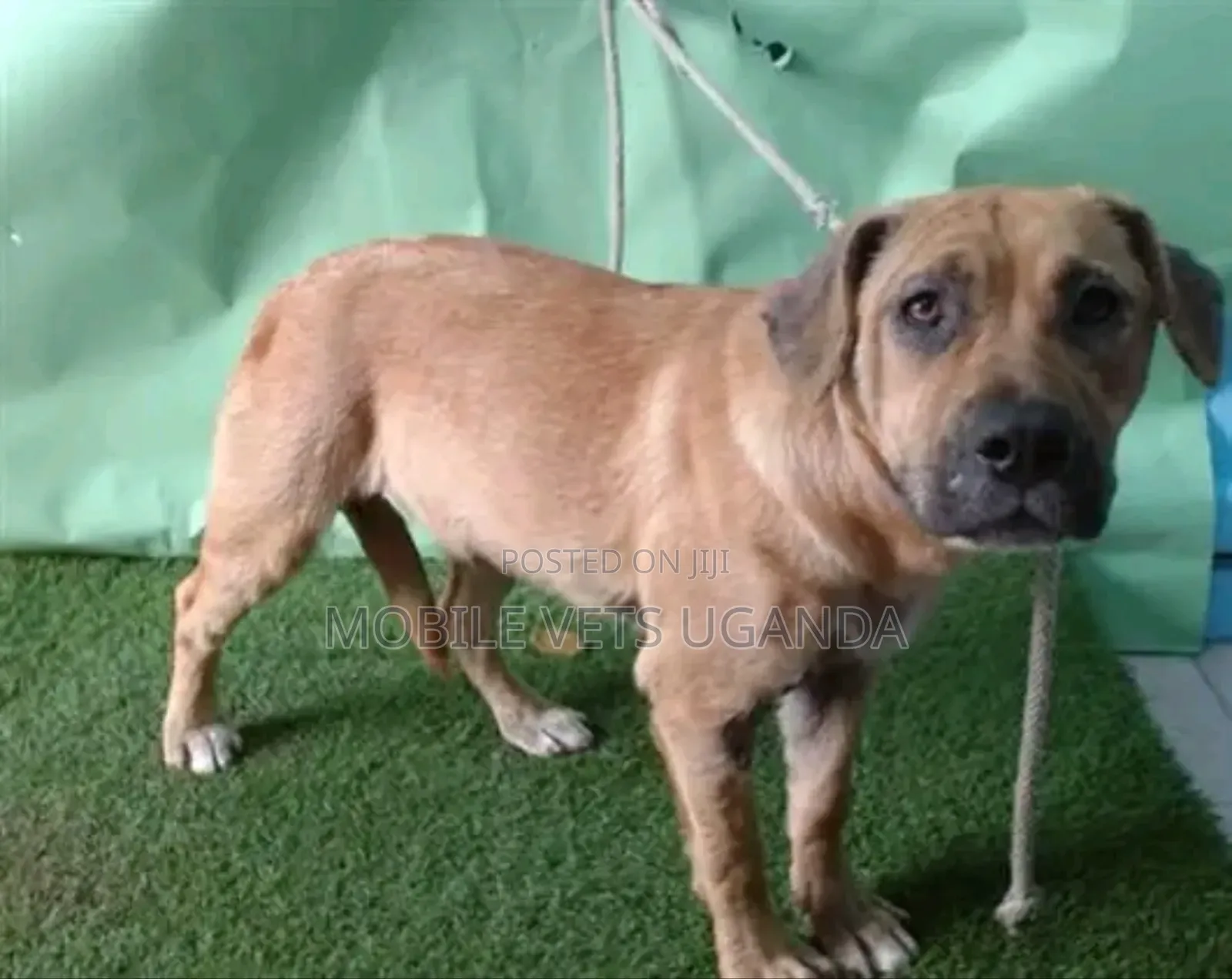 6-12 months Male Purebred Boerboel