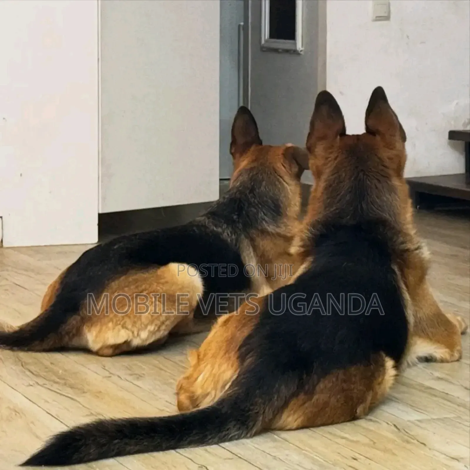 6-12 months Female Purebred German Shepherd