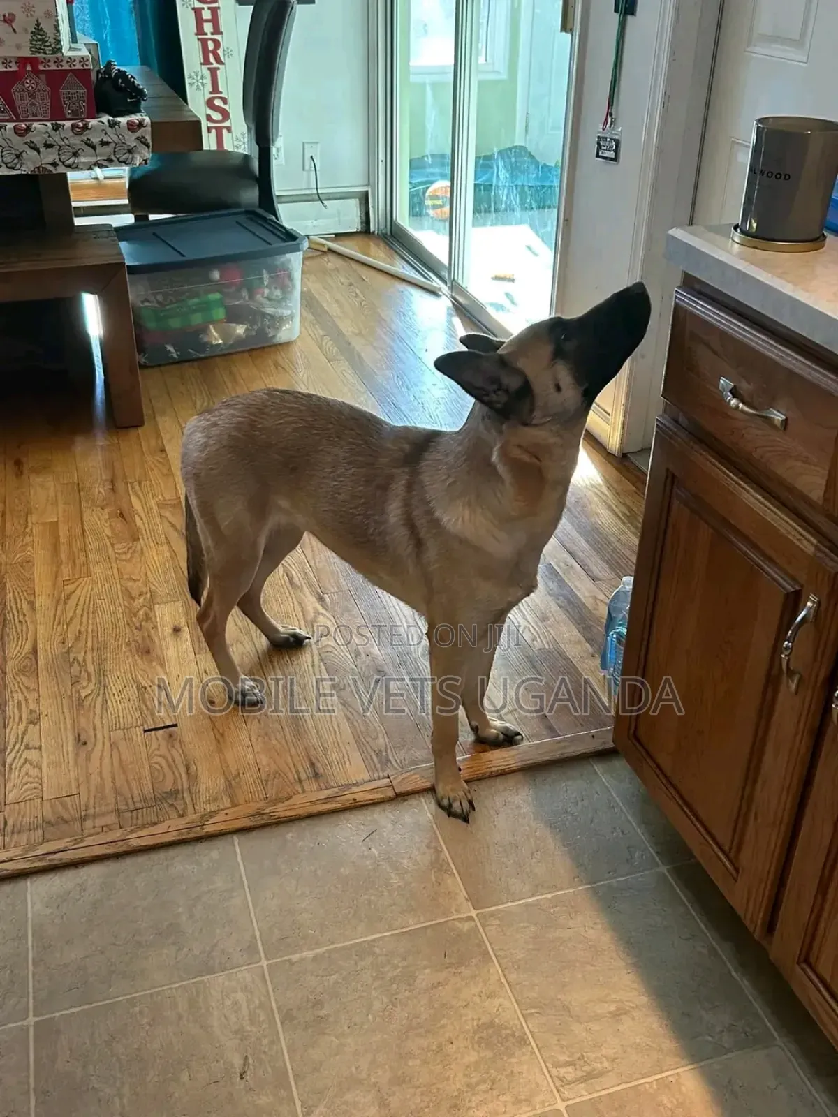 3-6 months Female Purebred German Shepherd