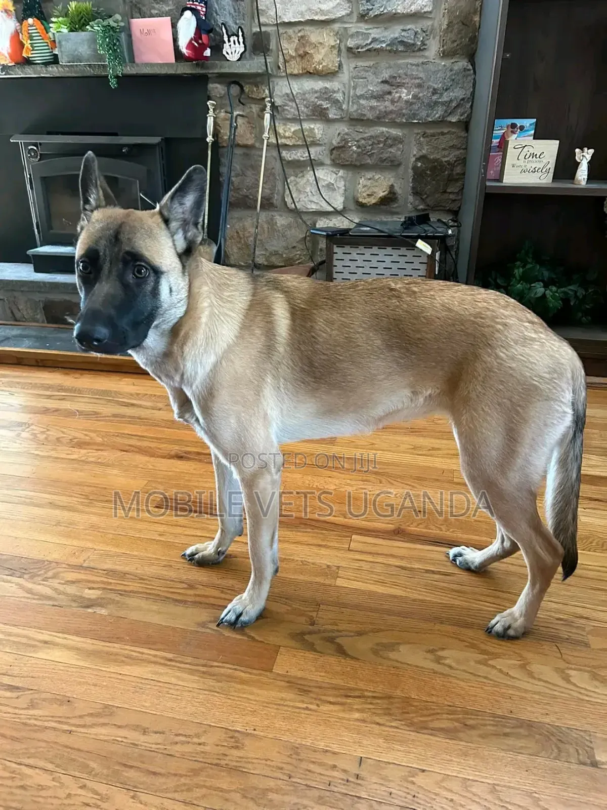 3-6 months Male Purebred German Shepherd