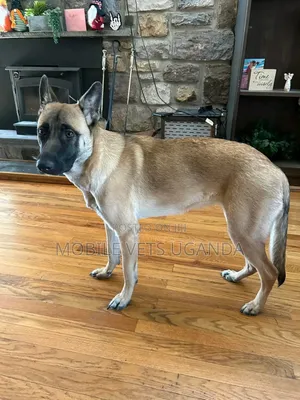 3-6 months Male Purebred German Shepherd