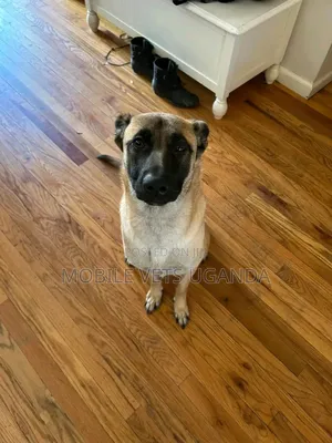 6-12 months Female Purebred German Shepherd