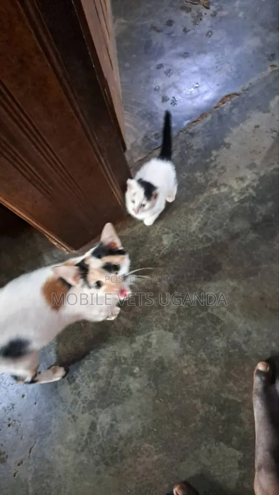 1-3 months Male Purebred American Bobtail