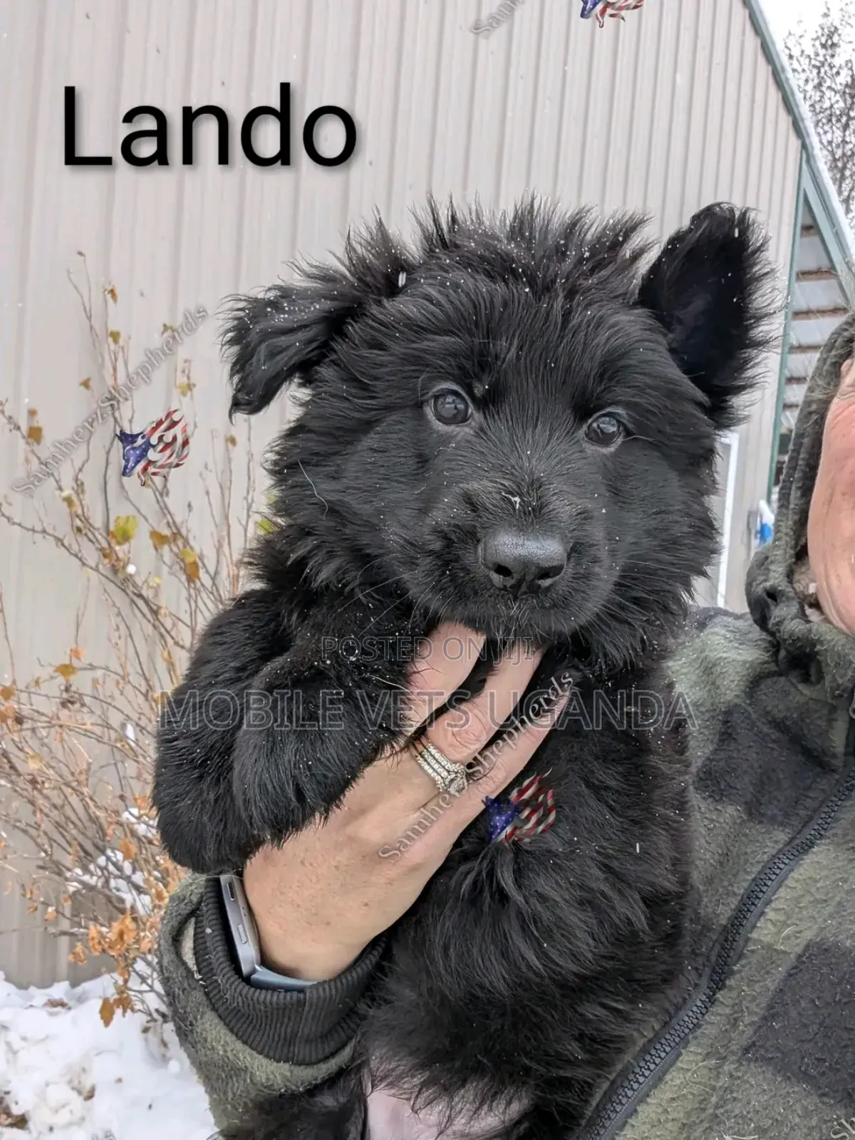 1-3 months Male Purebred German Shepherd