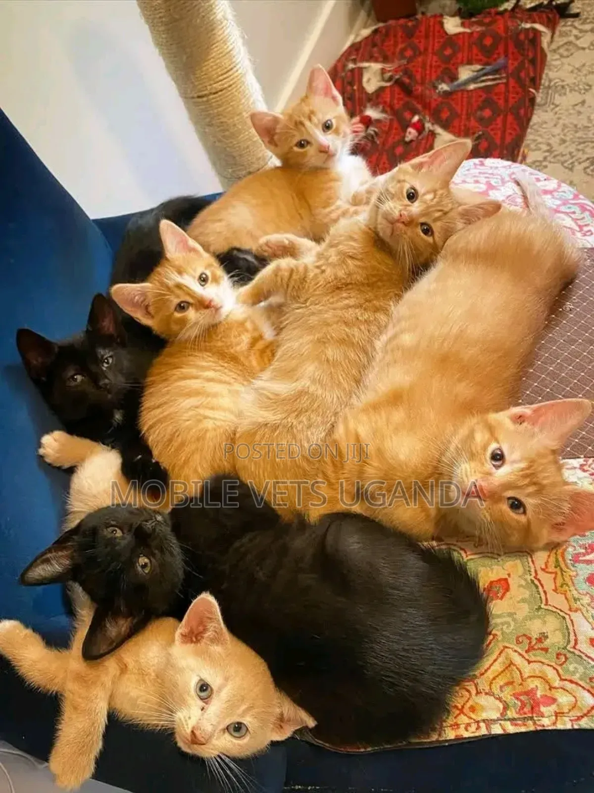 1-3 months Female Purebred Javanese