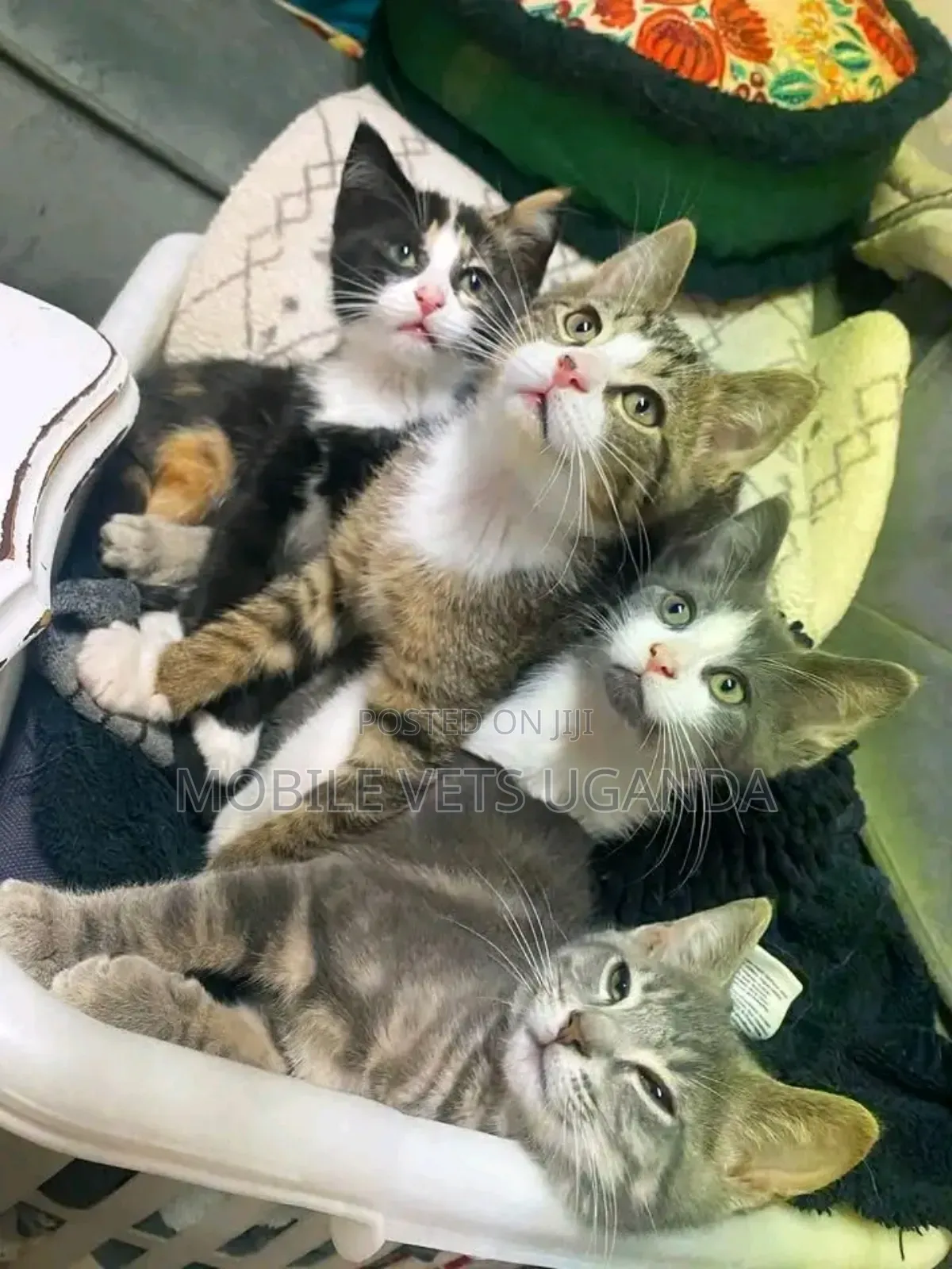 0-1 month Male Purebred Colorpoint Shorthair