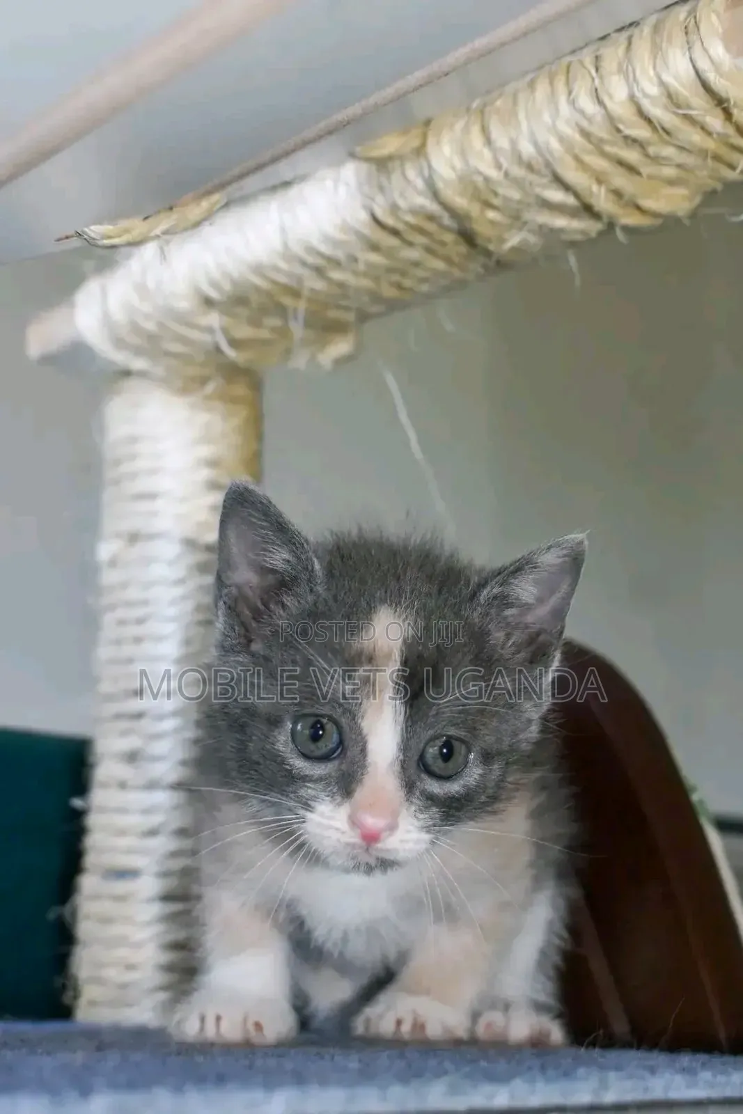 0-1 month Female Purebred Bombay