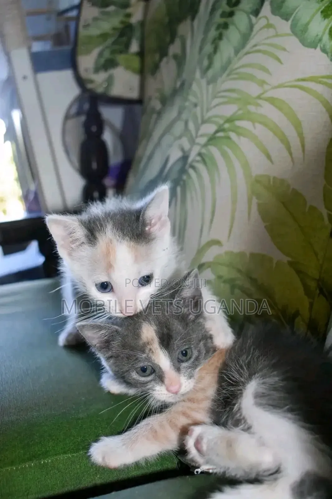 3-6 months Female Purebred Manx
