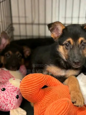 3-6 months Male Purebred German Shepherd