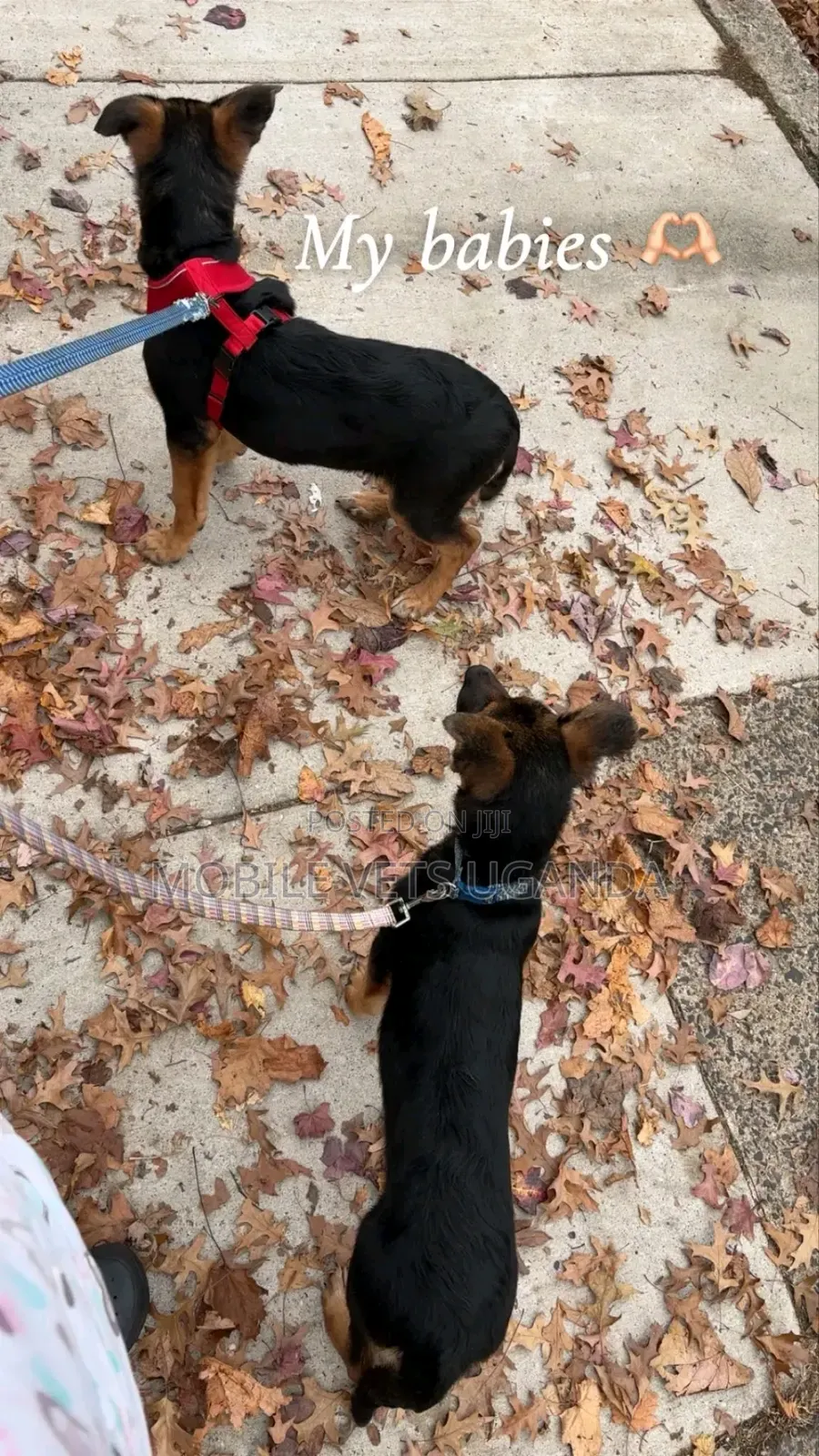3-6 months Female Purebred German Shepherd