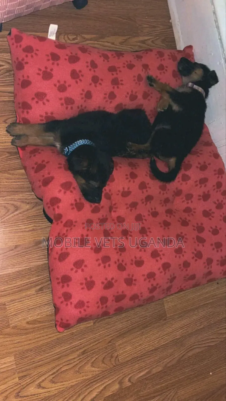3-6 months Male Purebred German Shepherd