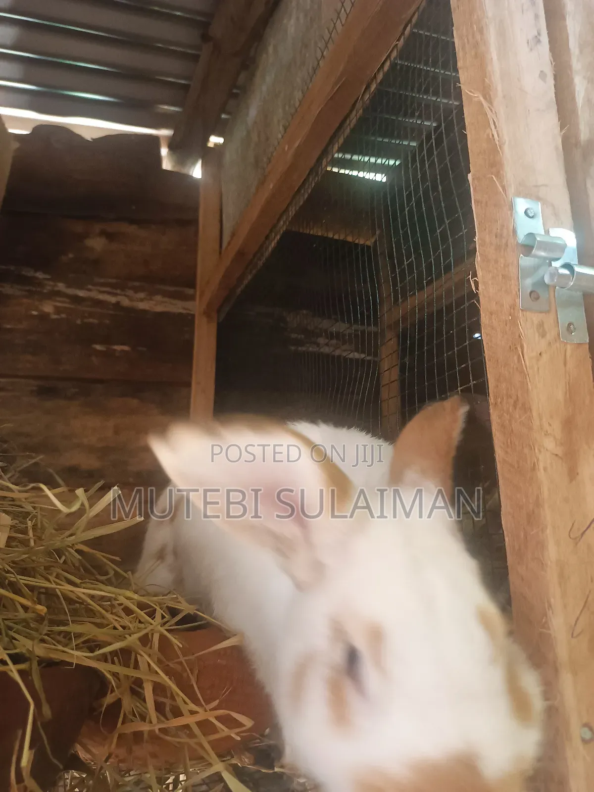Mature and Younger Rabbits