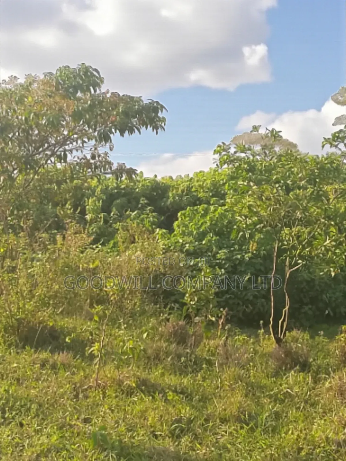 23 Acres of Land in Nkokonjeru Touching on Victoria, 25kms Off Tarmac
