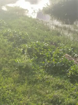 23 Acres of Land in Nkokonjeru Touching on Victoria, 25kms Off Tarmac