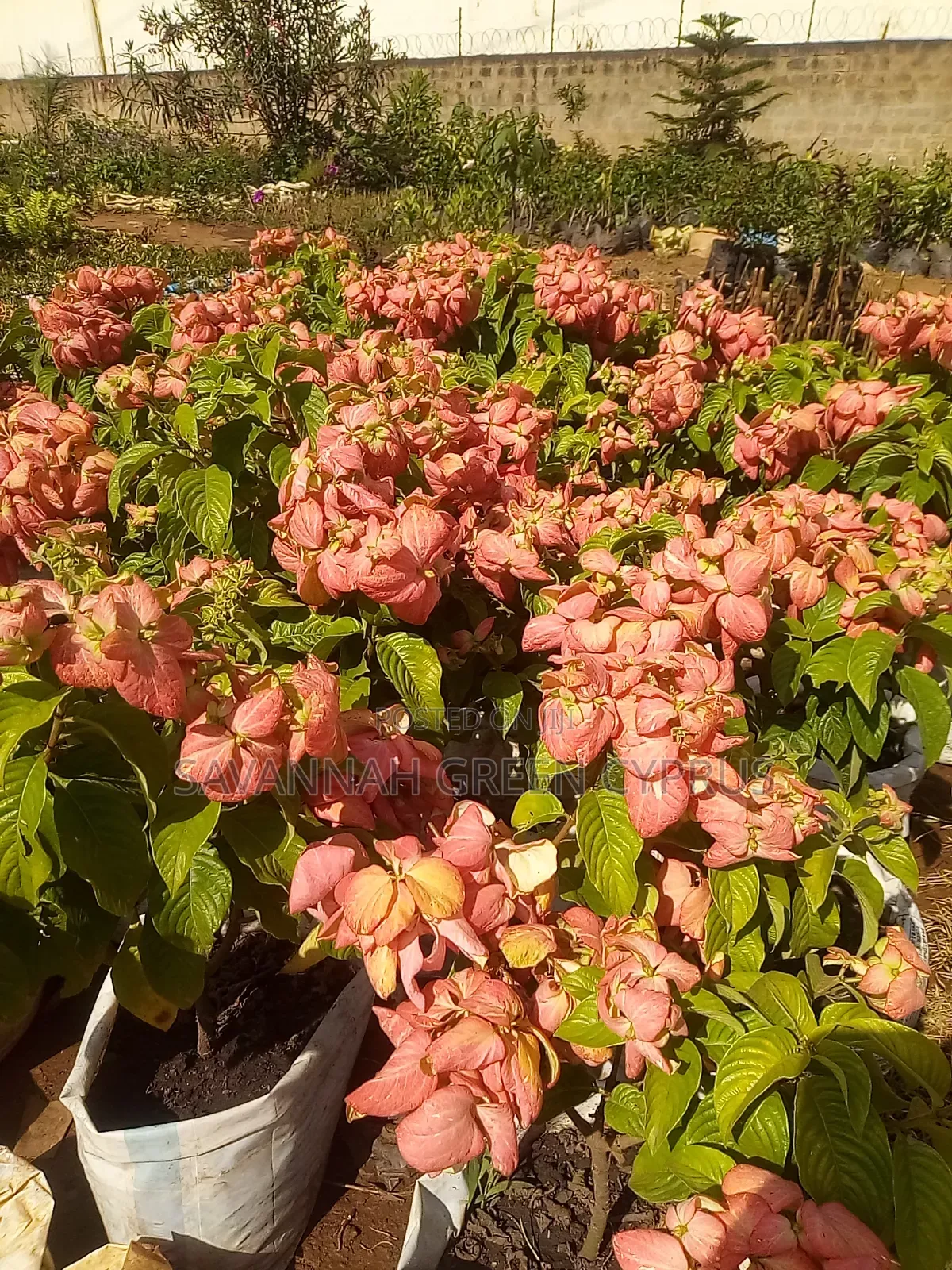 Mussaender Pink