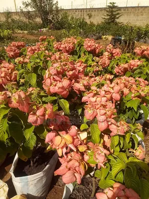 Mussaender Pink