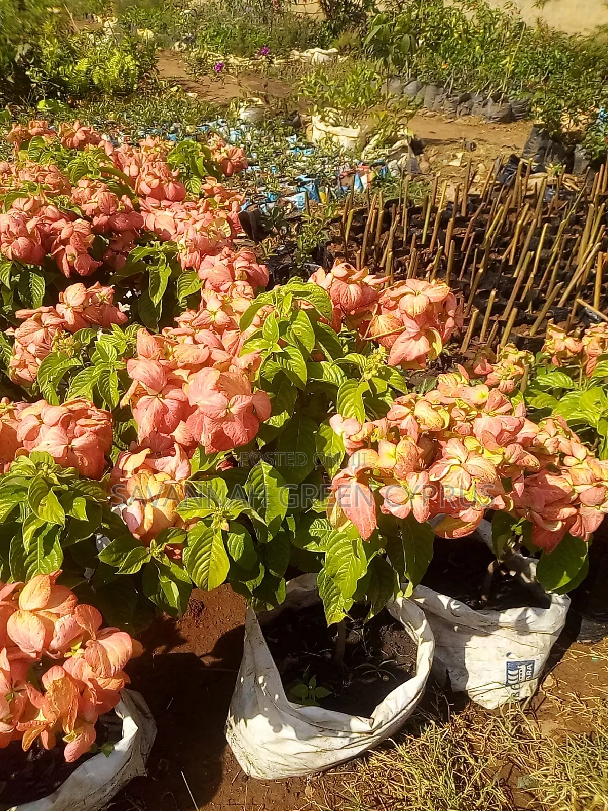 Mussaender Pink