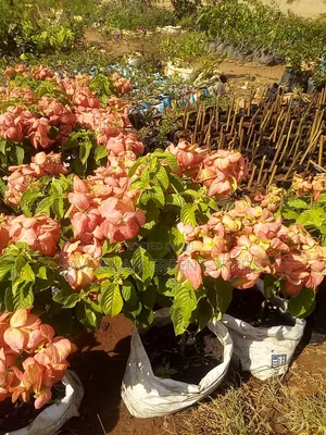 Mussaender Pink