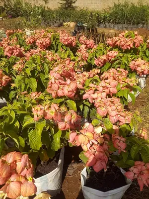 Mussaender Pink