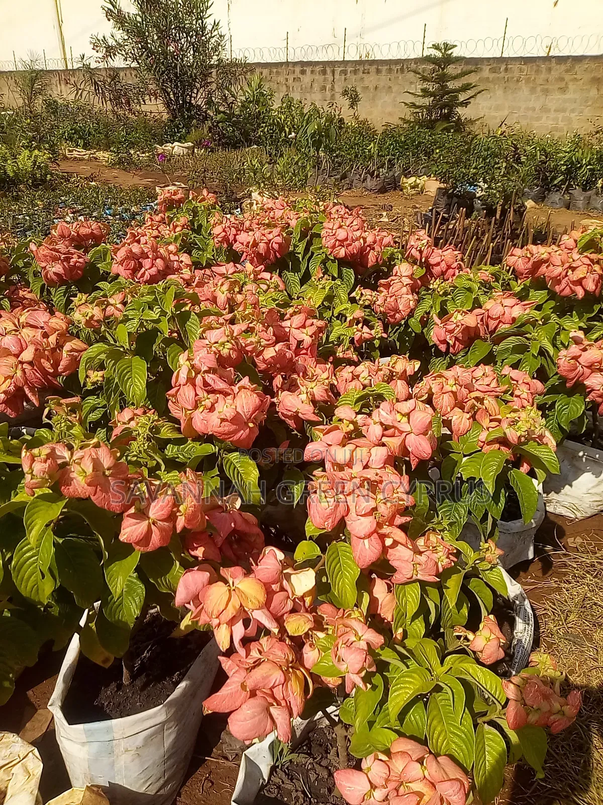 Mussaender Pink