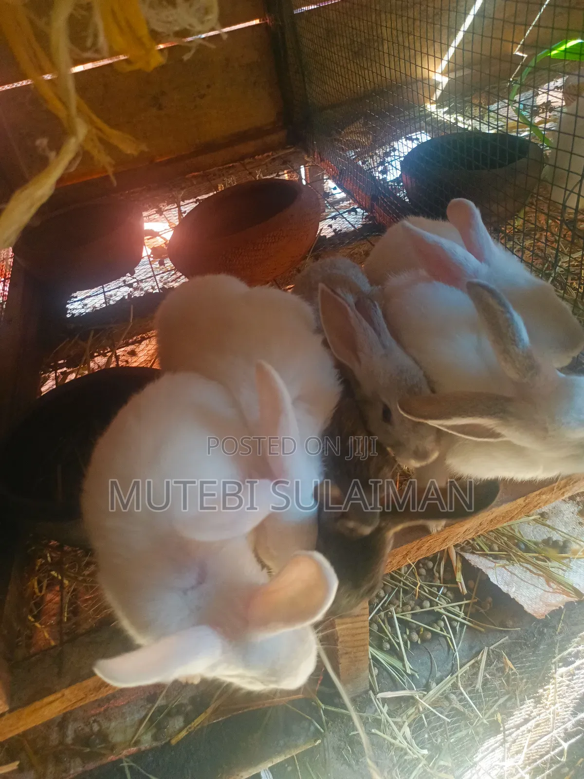 We Have Giant Rabbits for Breeding. Location Matugga