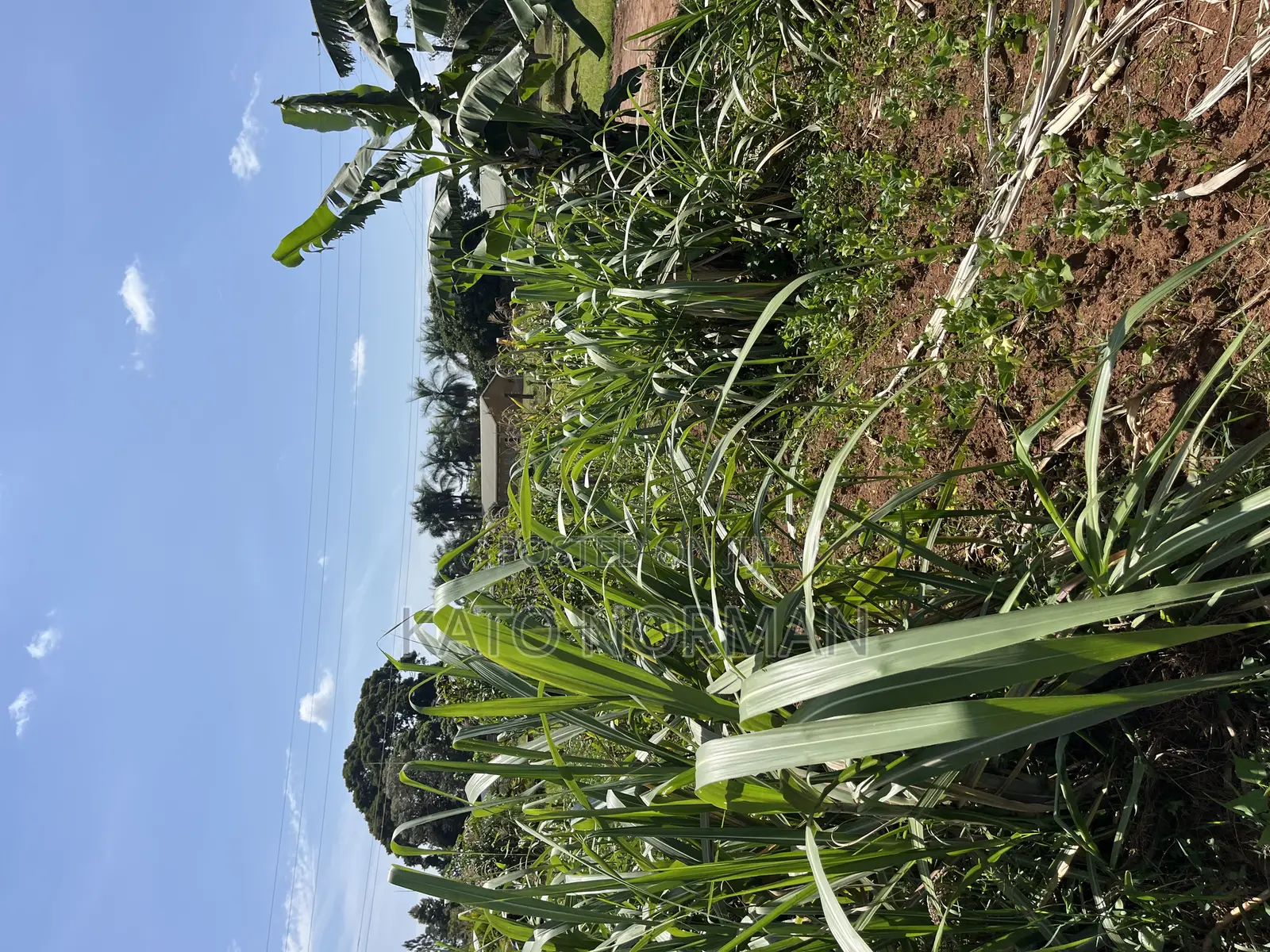 Plot for Sale