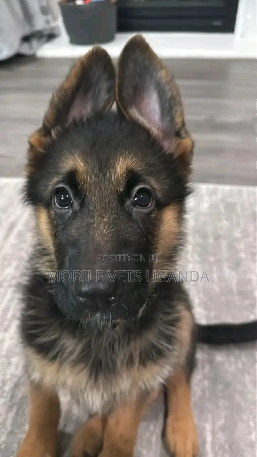 3-6 months Male Purebred German Shepherd