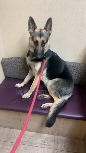 6-12 months Female Purebred German Shepherd