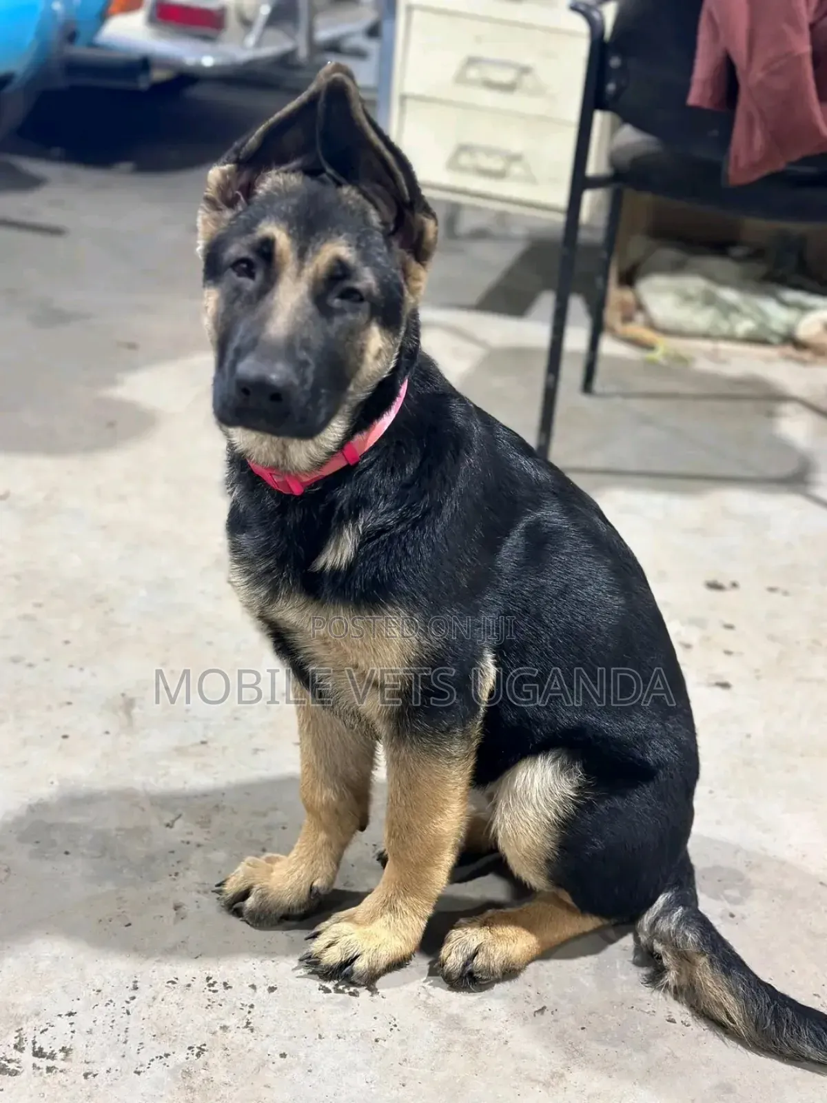 3-6 months Male Purebred German Shepherd