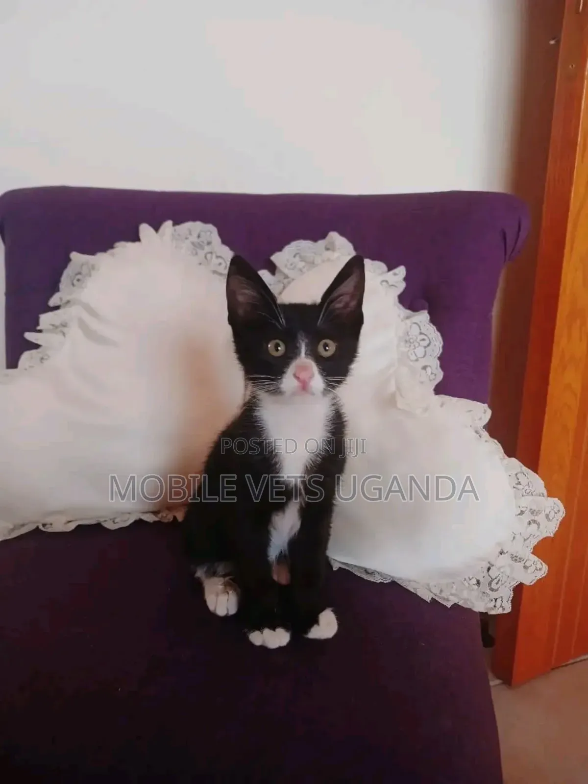 1-3 months Male Purebred Nebelung