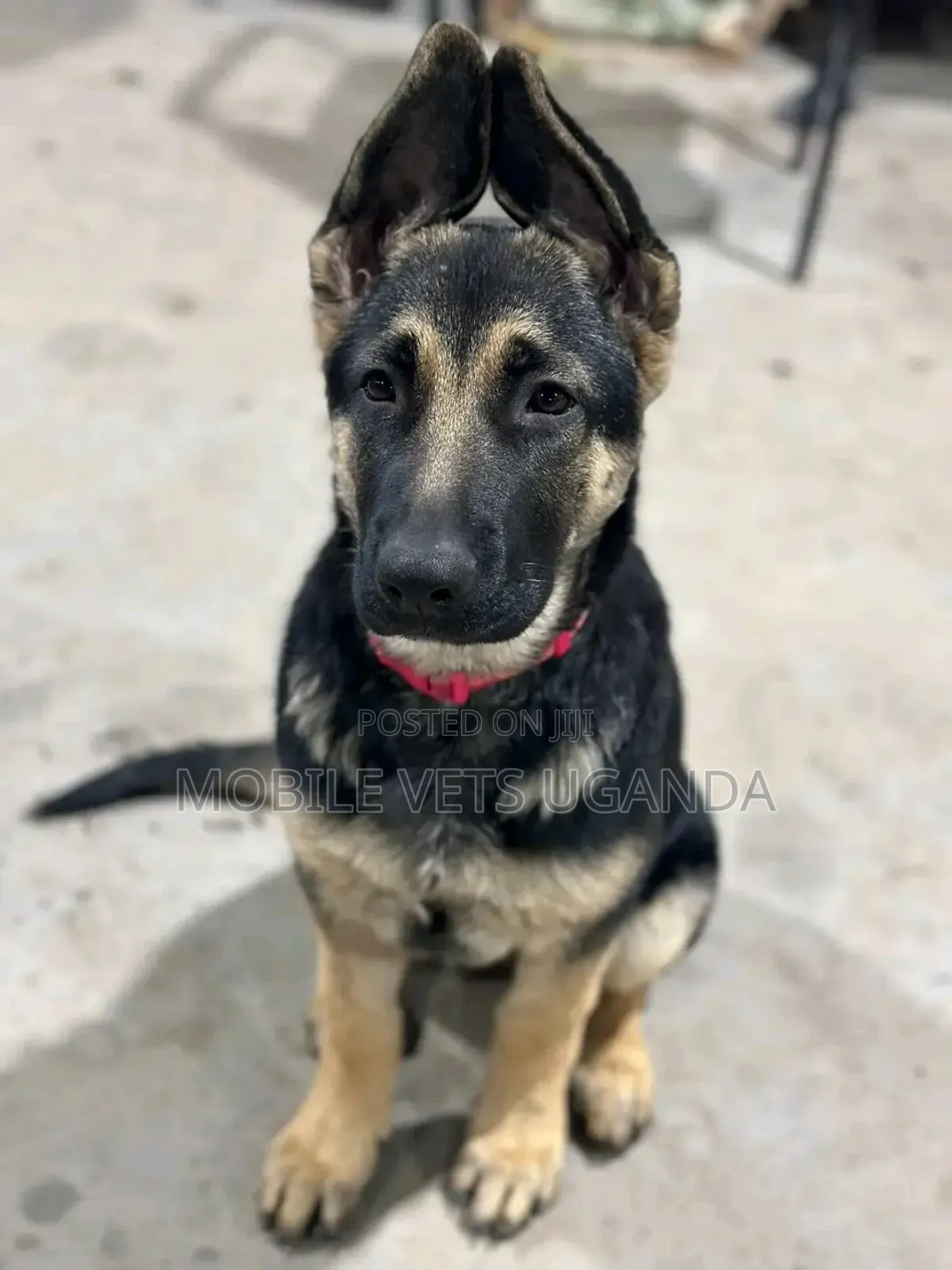 3-6 months Male Purebred German Shepherd