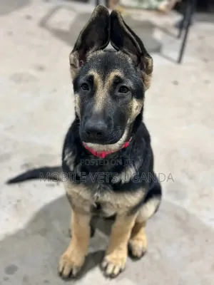 3-6 months Male Purebred German Shepherd