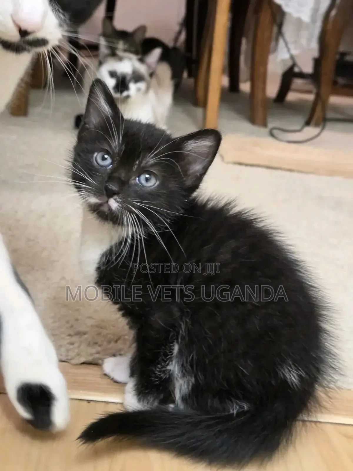 1-3 months Male Purebred Bombay