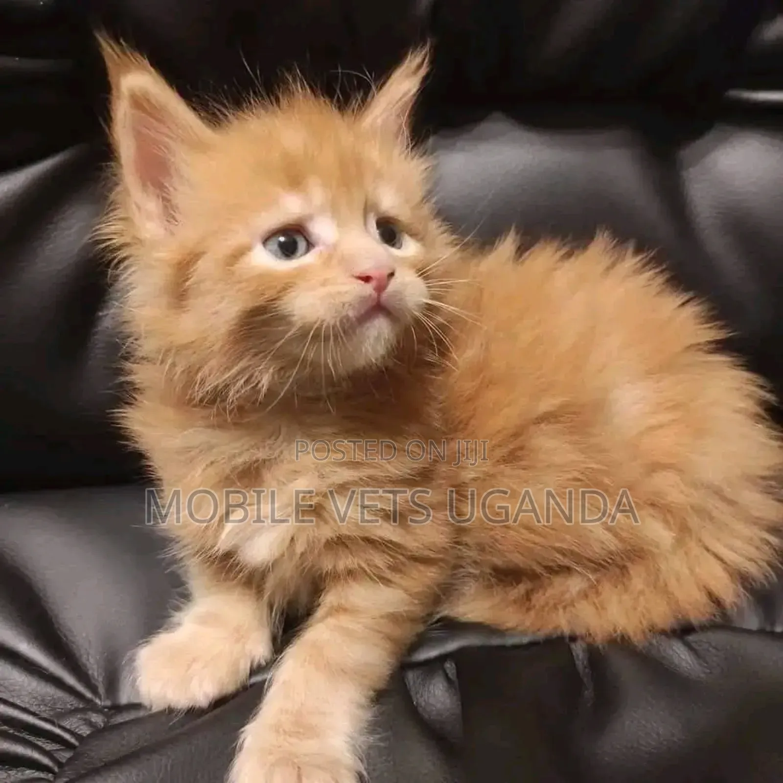 1-3 months Male Purebred Nebelung