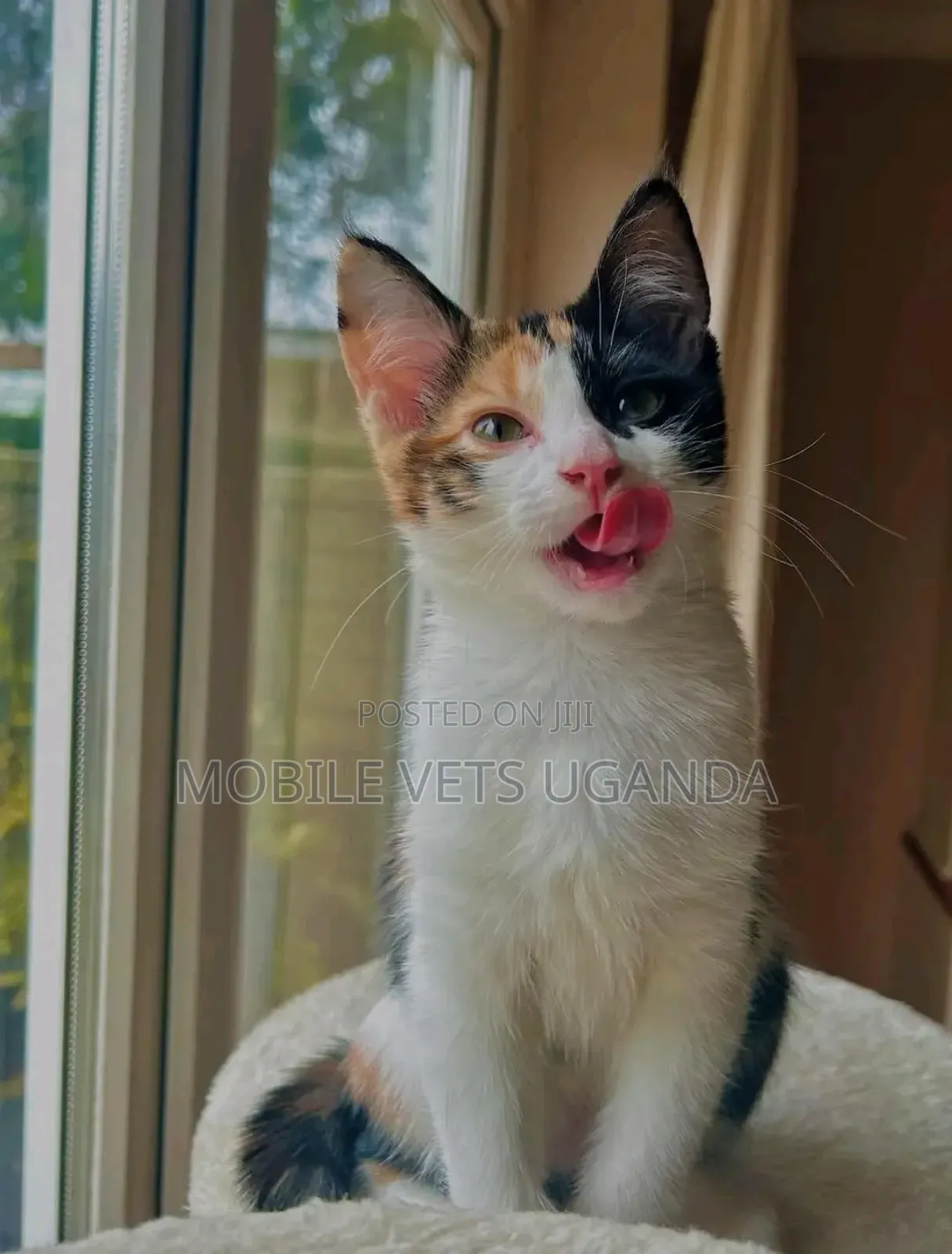 3-6 months Male Purebred Javanese
