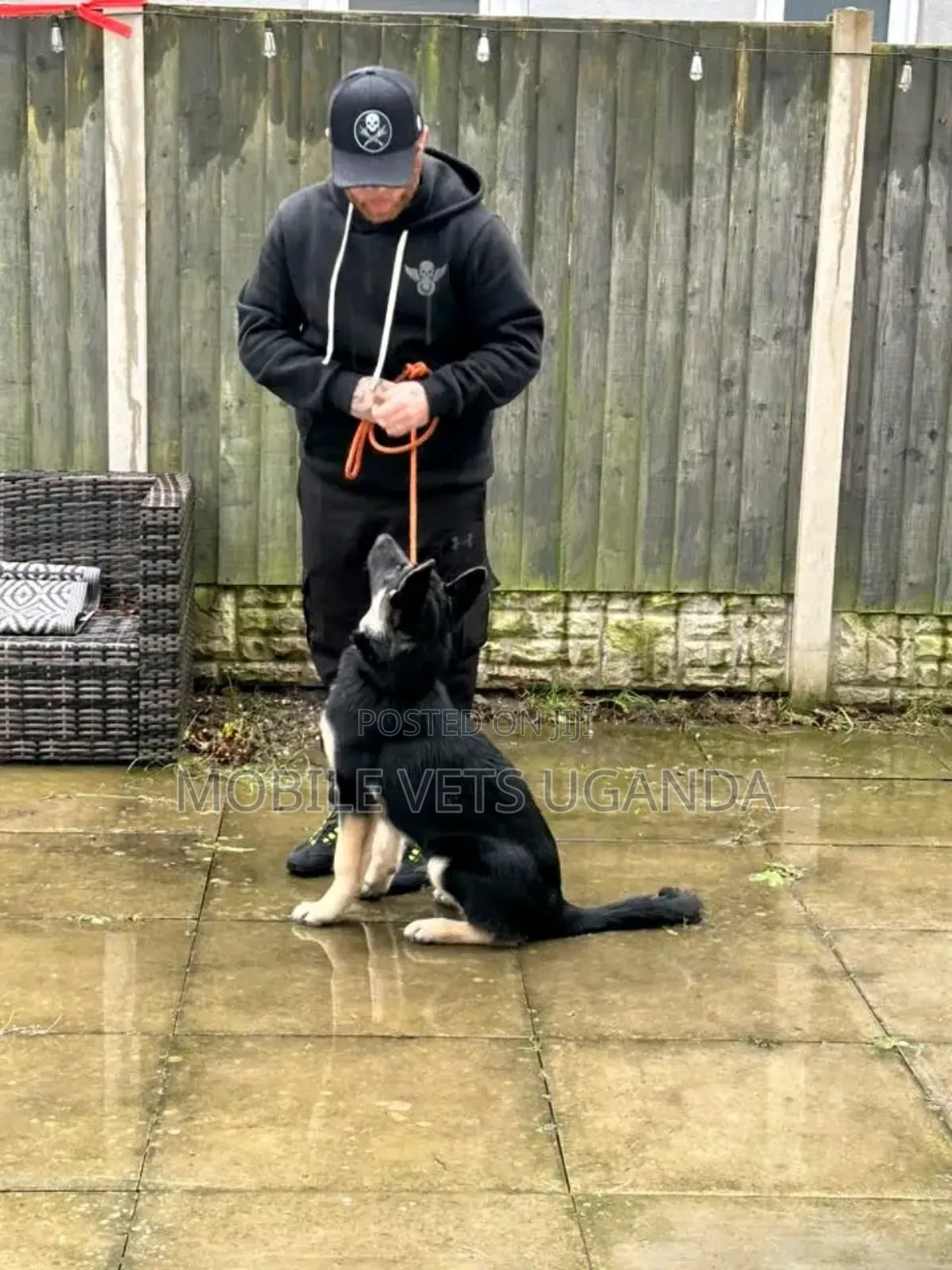 3-6 months Male Purebred German Shepherd