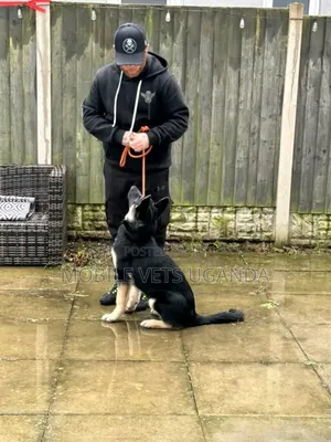 3-6 months Male Purebred German Shepherd