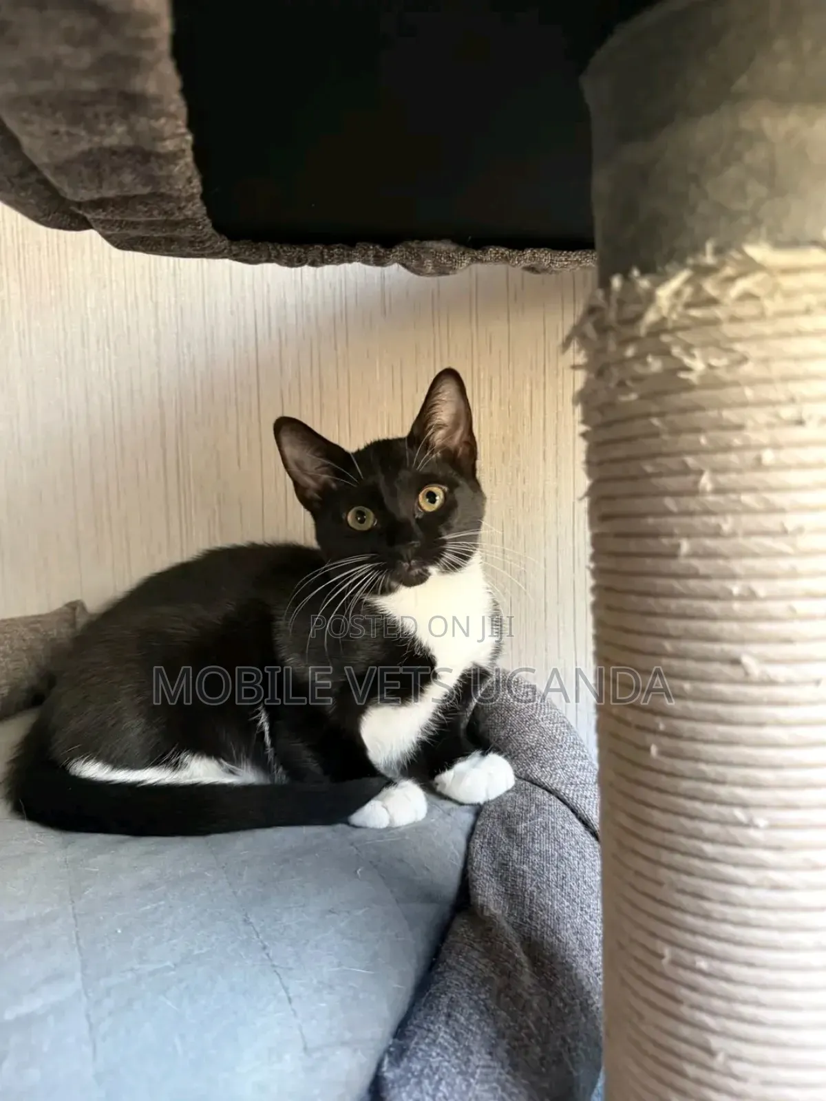 3-6 months Male Purebred European Burmese