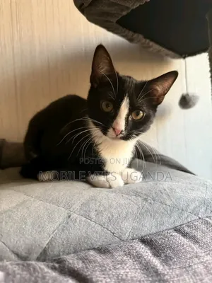 1-3 months Male Purebred Egyptian Mau