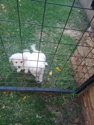 0-1 month Male Purebred Japanese Spitz