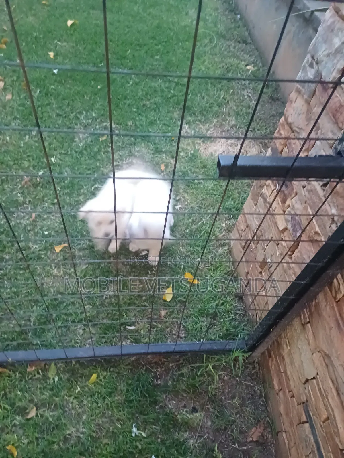 1-3 months Female Purebred Japanese Spitz